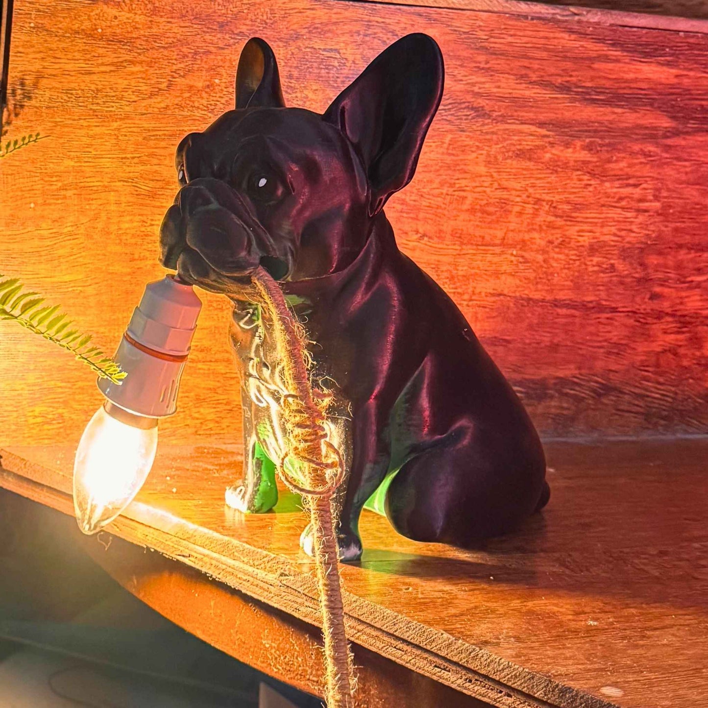 Roger Lamp